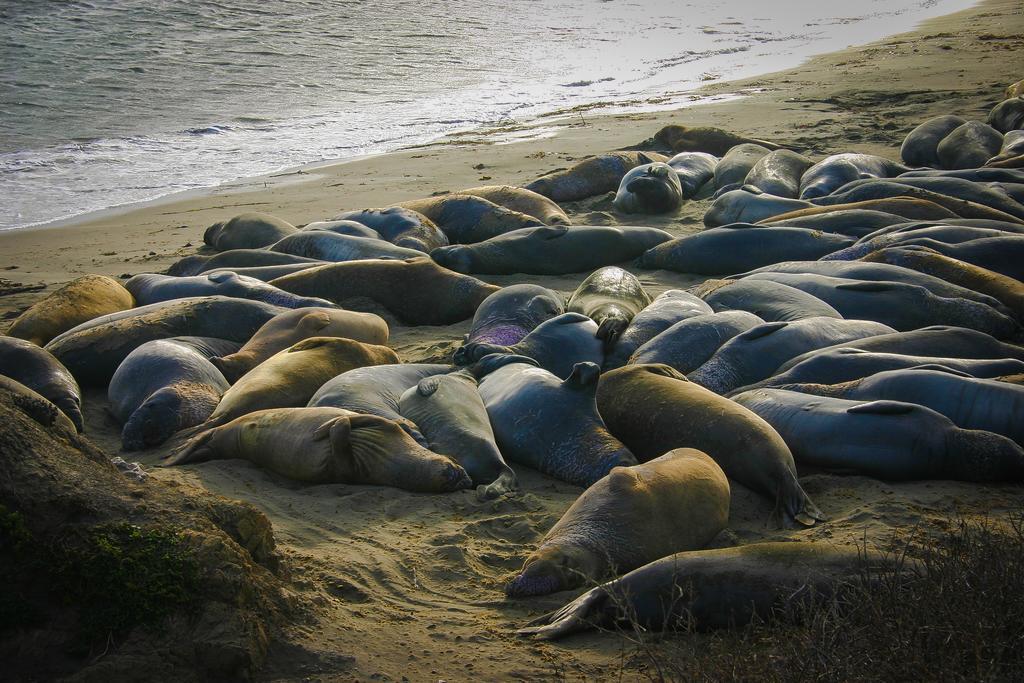 Morro Bay Beach Inn (Adults Only) Ngoại thất bức ảnh